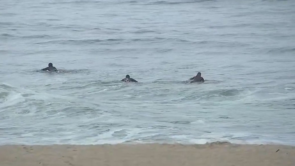 More marine mammals turn up dead along SoCal beaches